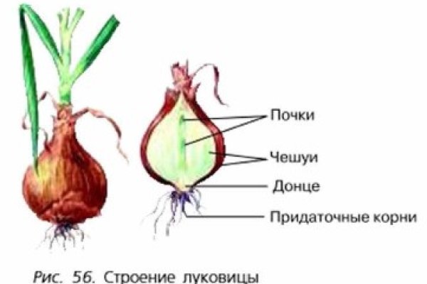 Black sprut не работает