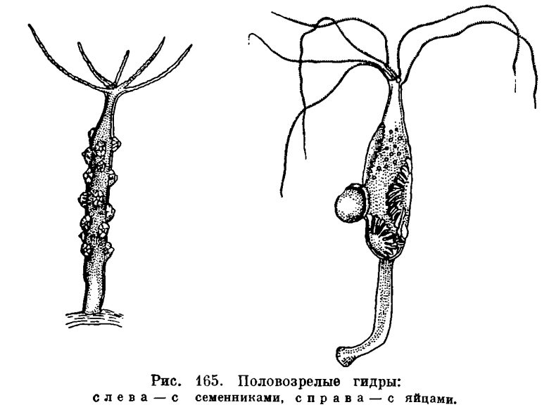 Тор blacksprut 1blacksprut me